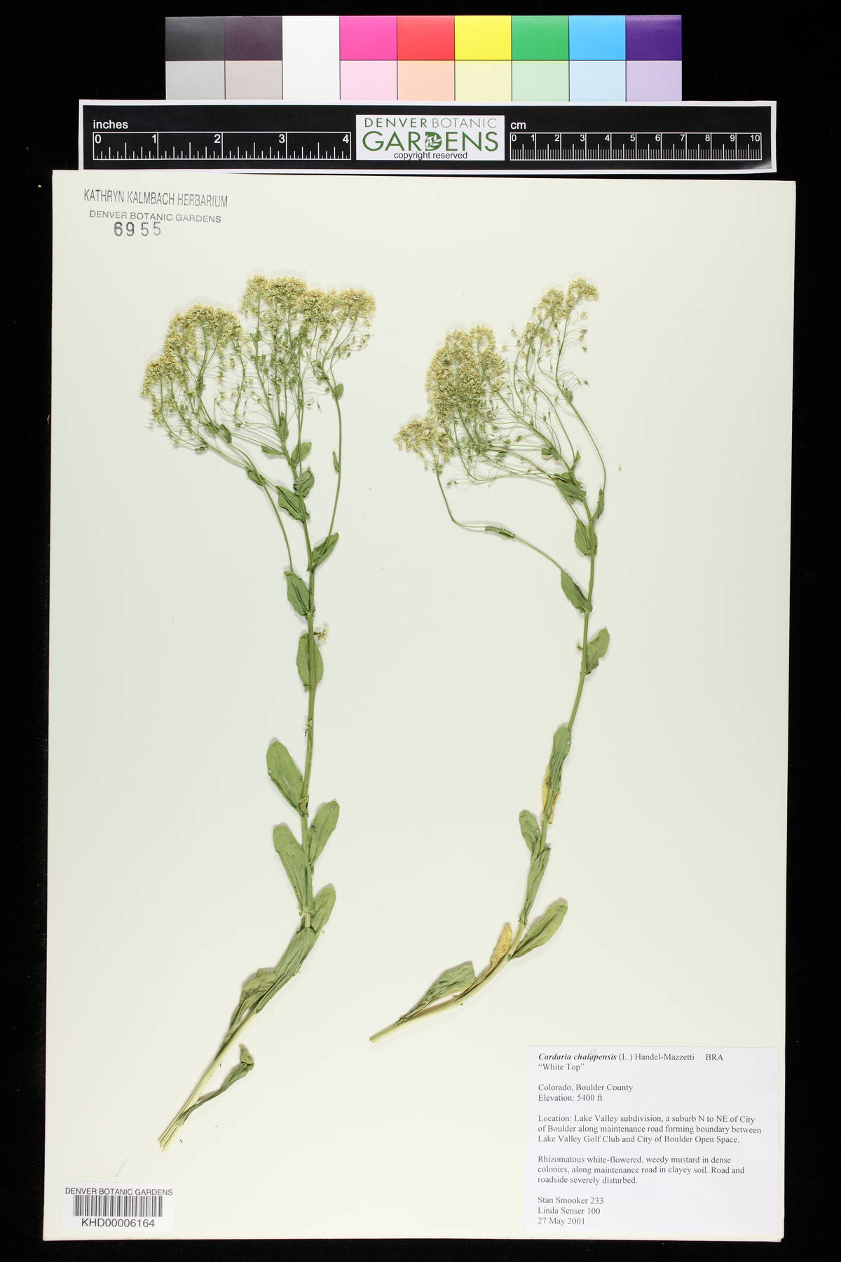 Lepidium chalepense image