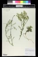 Lepidium alyssoides image