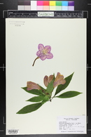 Ruellia macrantha image