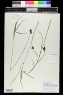 Carex egglestonii image