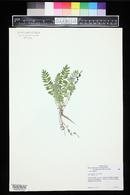 Polemonium pulcherrimum image