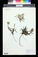 Pedicularis canadensis image