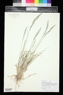 Poa arida image