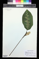 Calathea warscewiczii image