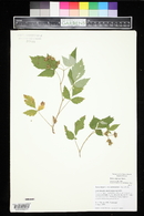 Rubus idaeus image