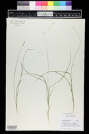 Carex disperma image