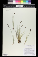 Carex scirpoidea image