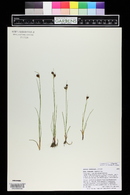 Juncus castaneus image