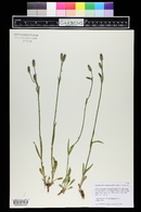 Silene drummondii image