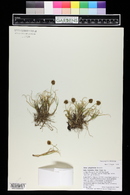 Carex perglobosa image