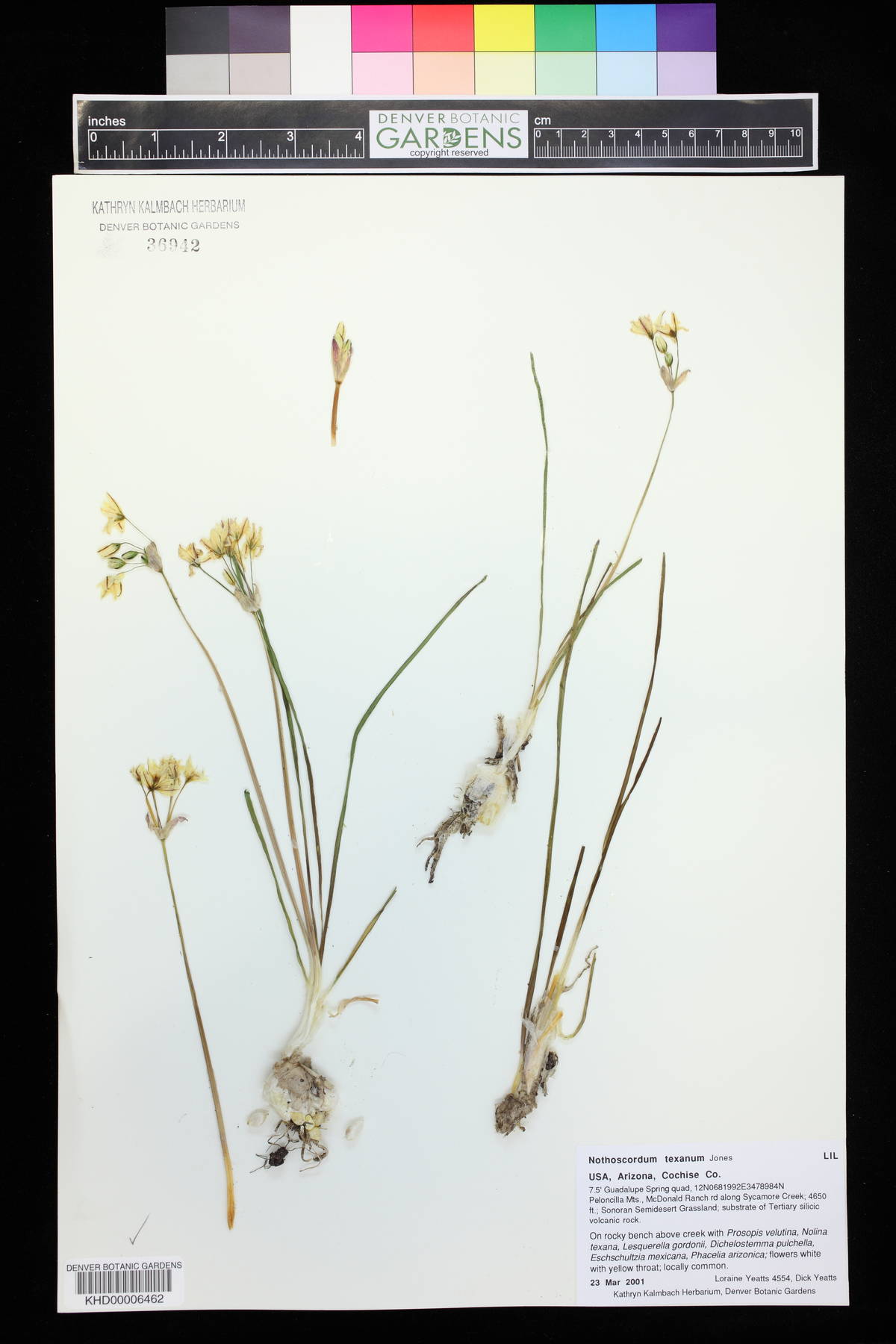 Nothoscordum bivalve var. bivalve image