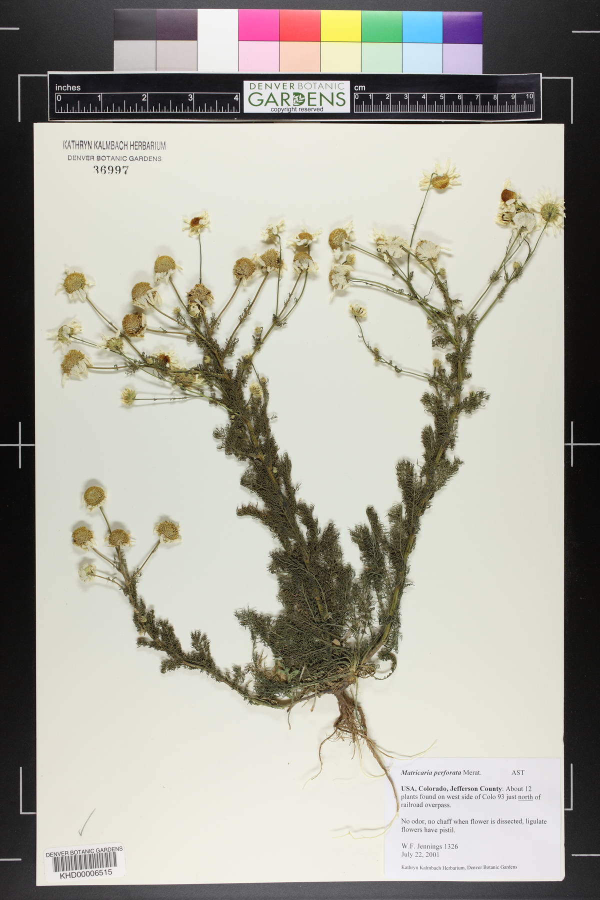 Matricaria perforata image