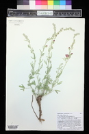 Sphaeralcea psoraloides image