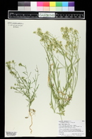 Lepidium montanum image