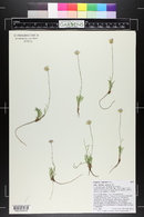 Erigeron flagellaris image