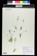 Draba reptans image