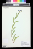 Penstemon glaber image