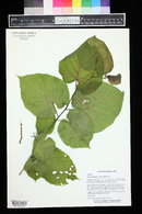 Tilia americana image