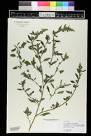 Chenopodium betaceum image