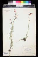 Ipomopsis aggregata subsp. collina image