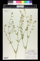 Silene dichotoma image