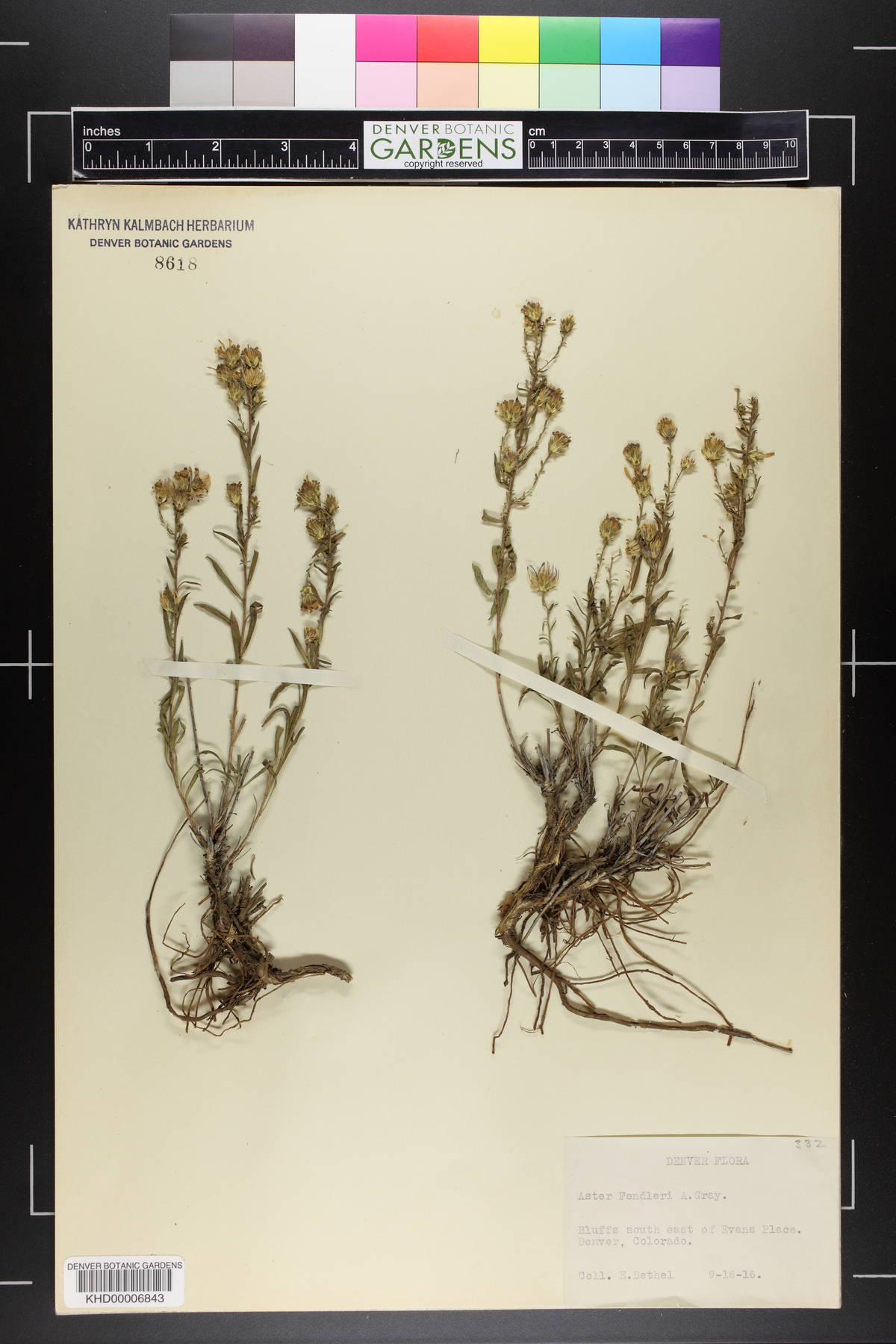 Symphyotrichum fendleri image