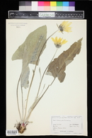 Balsamorhiza sagittata image