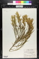 Ericameria parryi image