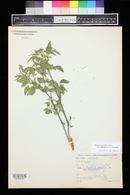 Physalis hederifolia image