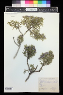 Juniperus osteosperma image