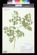 Physalis hederifolia image