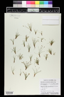 Eleocharis coloradoensis image