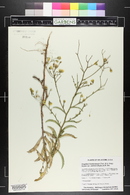 Croptilon hookerianum var. validum image