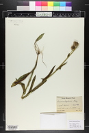 Senecio bigelovii image