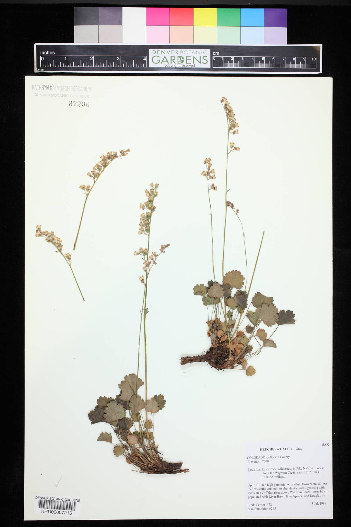 Heuchera hallii image