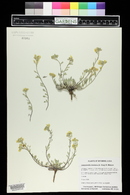 Physaria montana image