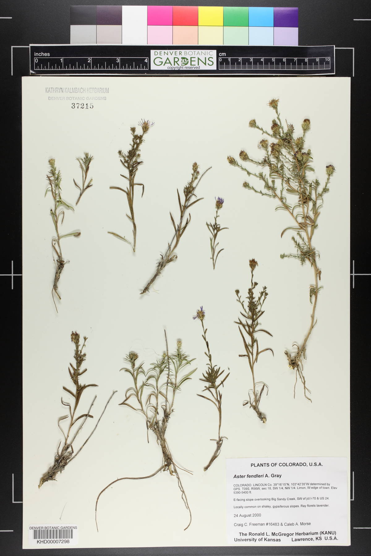 Symphyotrichum fendleri image