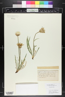 Agoseris parviflora image