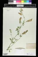 Medicago sativa image