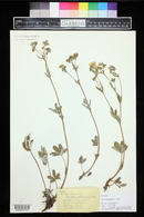 Potentilla pulcherrima image