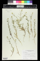 Erysimum repandum image