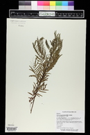 Acaciella angustissima var. hirta image