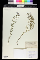 Mertensia lanceolata image