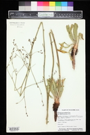 Eriogonum alatum image