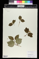 Viburnum edule image