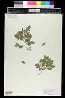 Symphoricarpos albus image