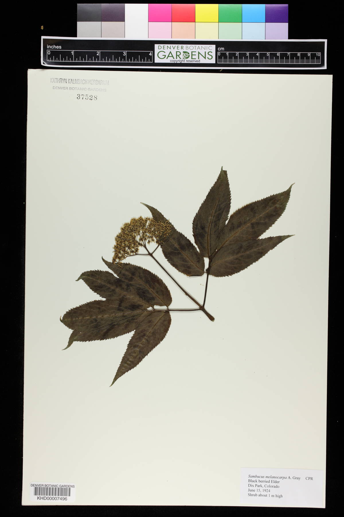 Sambucus racemosa var. melanocarpa image