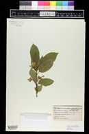 Lonicera involucrata image