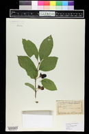 Lonicera involucrata image