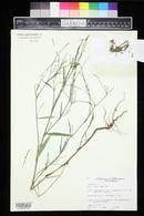 Polygonum douglasii image